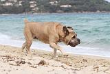 CANE CORSO 671